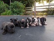 Courteous Boston terrier puppies available
