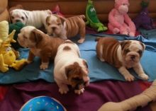 healthy English bulldog puppies