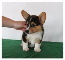 One male and female welsh corgi available!