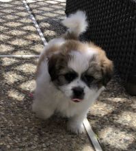 registered male and female Shih Tzu Puppies
