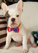 vfbfbg French Bulldog puppies