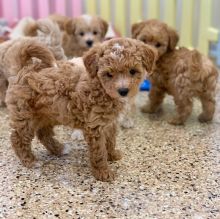 xsaf MALTIPOO BABIES