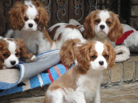 Cavalier King Charles Spaniel Image eClassifieds4u