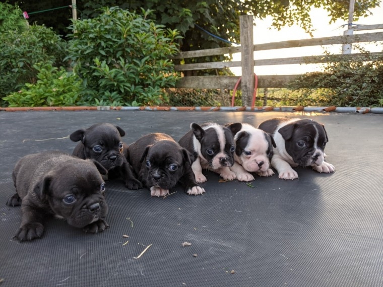 Courteous Boston terrier puppies available Image eClassifieds4u