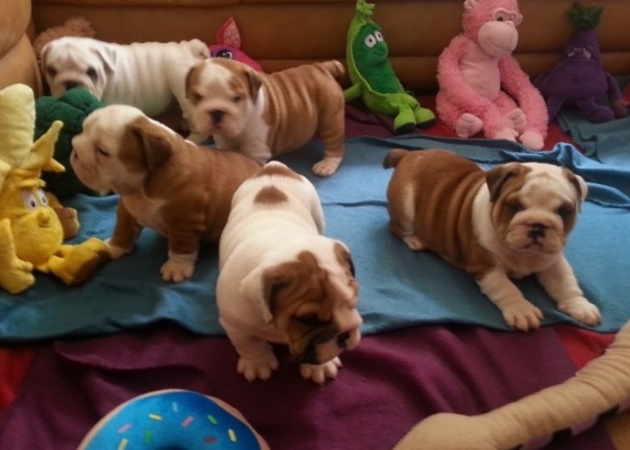 healthy English bulldog puppies Image eClassifieds4u