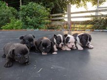 Courteous Boston terrier puppies available Image eClassifieds4U
