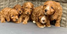 scrgthn adorable Cavapoos pup Image eClassifieds4U