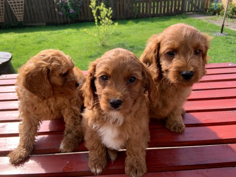 male and female Cavapoo puppies Image eClassifieds4u