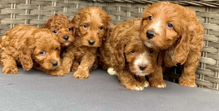scrgthn adorable Cavapoos pup Image eClassifieds4u