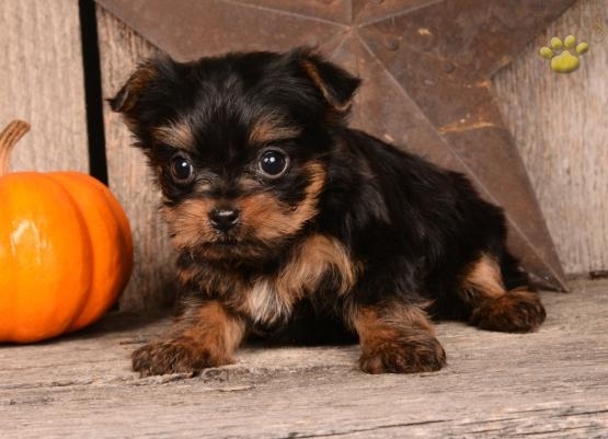 Stunning 3 month old yorkie puppies Image eClassifieds4u