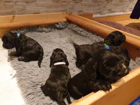 swegrh coker Spaniel Image eClassifieds4u