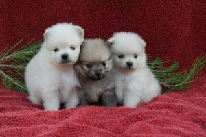 vaccinated microchip wormed pom Image eClassifieds4u