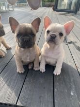 Ckc registered French Bulldog puppies