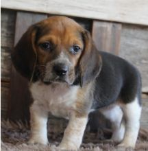 Excellence lovely Male and Female beagle Puppies for adoption