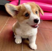 Excellence lovely Male and Female corgi Puppies for adoption