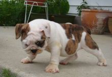 Excellence lovely Male and Female english bulldog Puppies for adoption