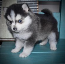 Excellence lovely Male and Female pomsky Puppies for adoption