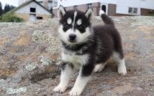 Excellence lovely Male and Female siberian husky Puppies for adoption