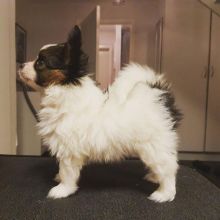 Fantastic papillon Puppies Male and Female for adoption