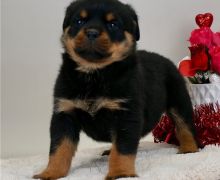 Fantastic rottweiler Puppies Male and Female for adoption