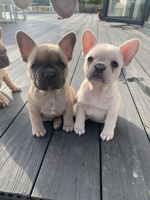 Ckc registered French Bulldog puppies Image eClassifieds4u