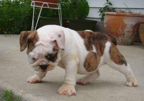 Excellence lovely Male and Female english bulldog Puppies for adoption Image eClassifieds4u