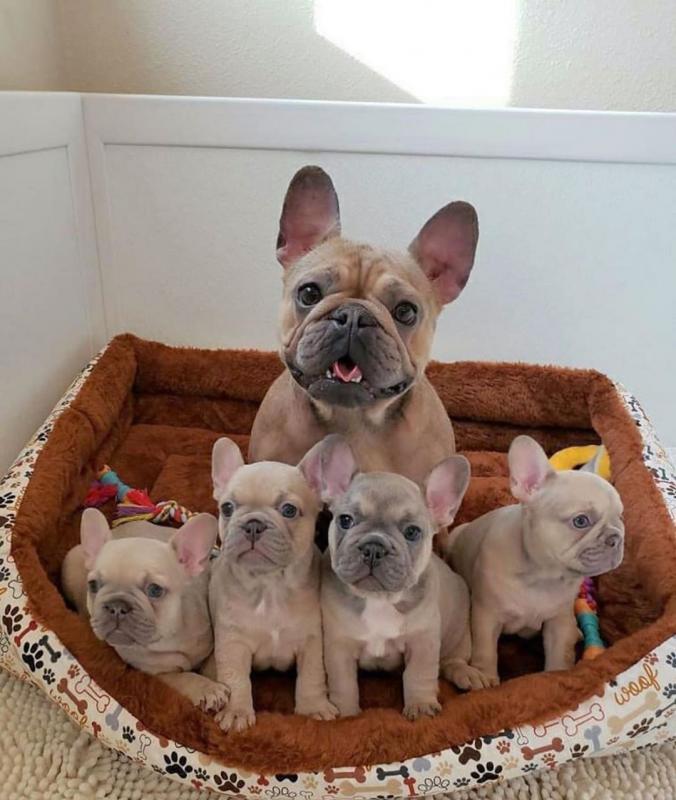 Excellence lovely Male and Female french bulldog Puppies for adoption Image eClassifieds4u