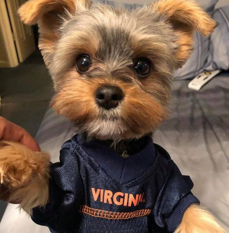 Fantastic morkie Puppies Male and Female for adoption Image eClassifieds4u