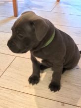 Excellence lovely Male and Female american staffordshire Puppies for adoption Image eClassifieds4U