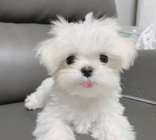 Excellence lovely Male and Female maltese Puppies for adoption Image eClassifieds4u 1