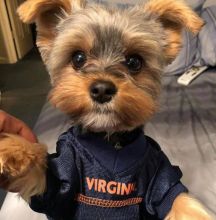 Fantastic morkie Puppies Male and Female for adoption Image eClassifieds4U