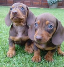 🇨🇦🇨🇦German Shepherds puppies puppies❤️Text or Call Us at (647)247-8422🇨🇦🇨� Image eClassifieds4u 3