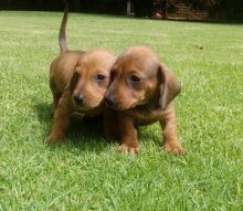 🇨🇦🇨🇦German Shepherds puppies puppies❤️Text or Call Us at (647)247-8422🇨🇦🇨� Image eClassifieds4u 4