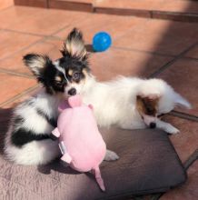 Adorable Papillon puppies available
