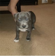 Adorable pitbull puppies ready for adoption