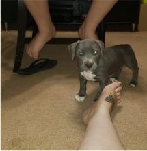 Adorable pitbull puppies ready for adoption