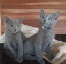 Cute Russian blue kittens available