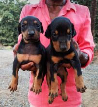 Male and female Dobermans pups