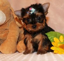 Marvelous Yorkie puppies Available