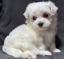 Sweet & Playful Maltese Puppies For Adoption