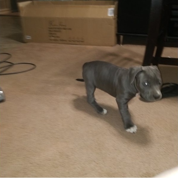 Adorable pitbull puppies ready for adoption Image eClassifieds4u