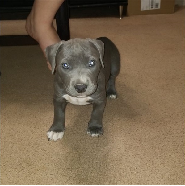 Adorable pitbull puppies ready for adoption Image eClassifieds4u
