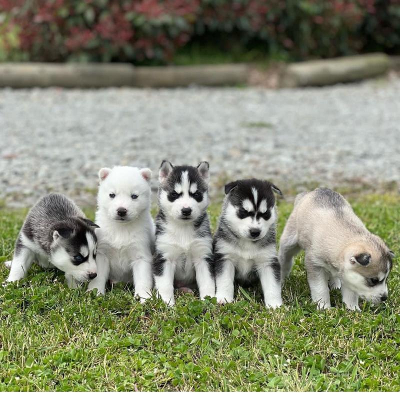 Pure bred Siberian husky pups available Image eClassifieds4u