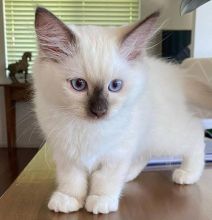 ❤️Siamese kitten registered❤️*catalinamarisol3@gmail.com*(201) 742-7157