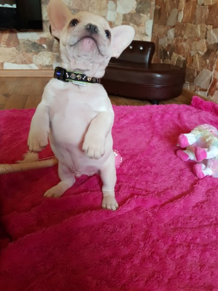 3 Male French Bulldog pups available!❤️catalinamarisol3@gmail.com❤️(201) 742-7157 Image eClassifieds4u