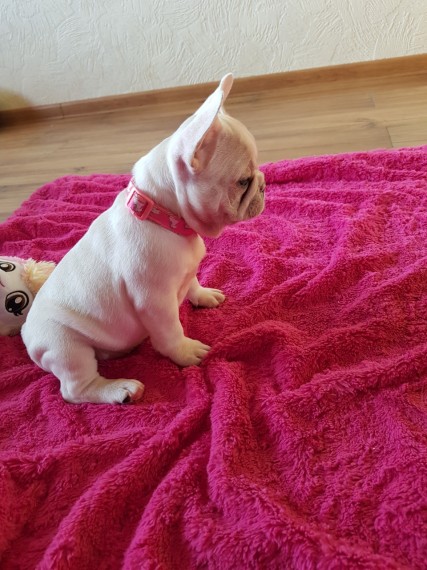 3 Male French Bulldog pups available!❤️catalinamarisol3@gmail.com❤️(201) 742-7157 Image eClassifieds4u