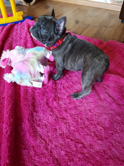 3 Male French Bulldog pups available!❤️catalinamarisol3@gmail.com❤️(201) 742-7157 Image eClassifieds4u