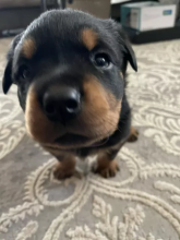 Two beautiful Rottweilers❤️catalinamarisol3@gmail.com❤️(201) 742-7157 Image eClassifieds4u 2