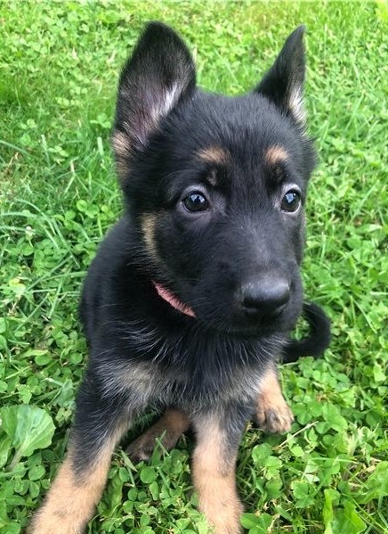 ***German Shepherd Puppies*** 1 Boy & 1 Girl *** READY NOW Image eClassifieds4u