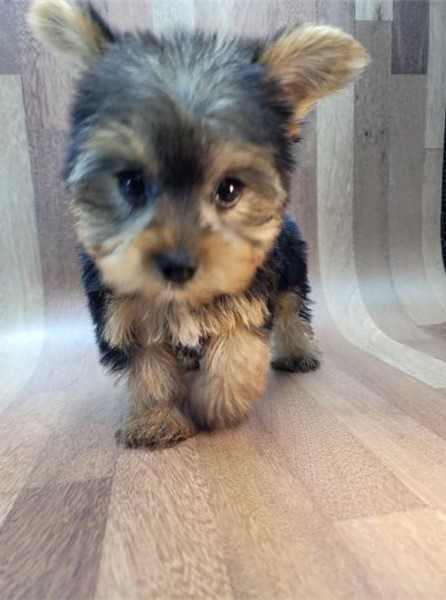 Male and Female Yorkie Puppies for adoption Image eClassifieds4u